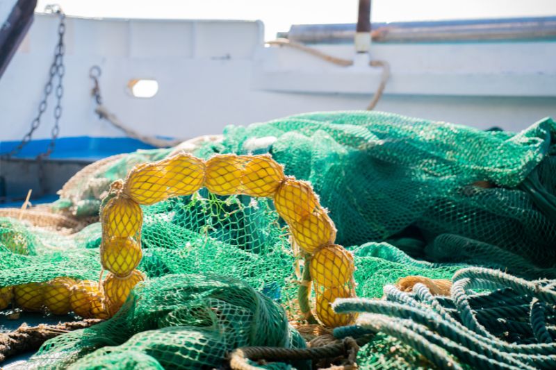 Cisint contro il divieto totale di pesca all’anguilla nel Mediterraneo: presentati emendamenti per tutelare il settore